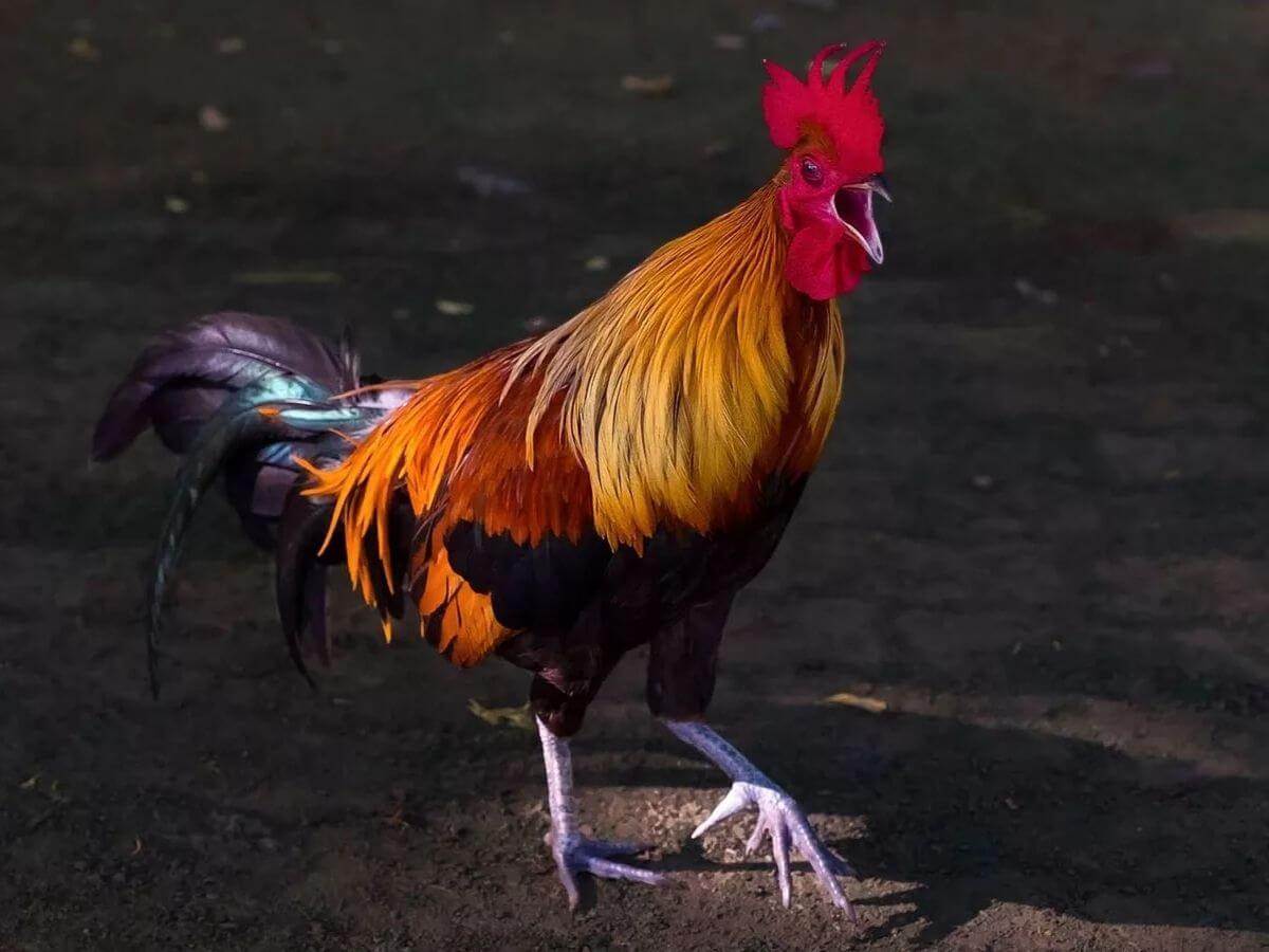 Thông tin về giống gà chọi Khánh Hòa nức tiếng gần xa