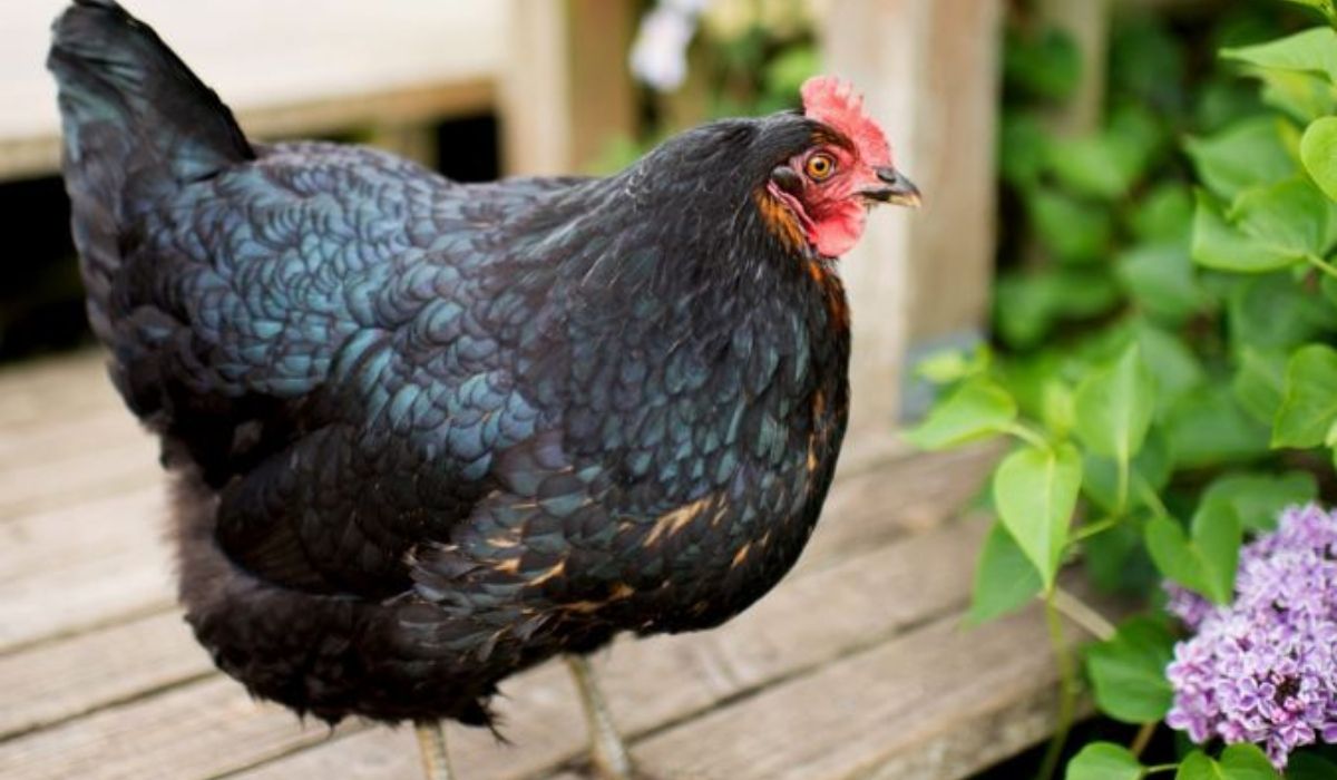 Chăm sóc sức khỏe cho gà Australorp