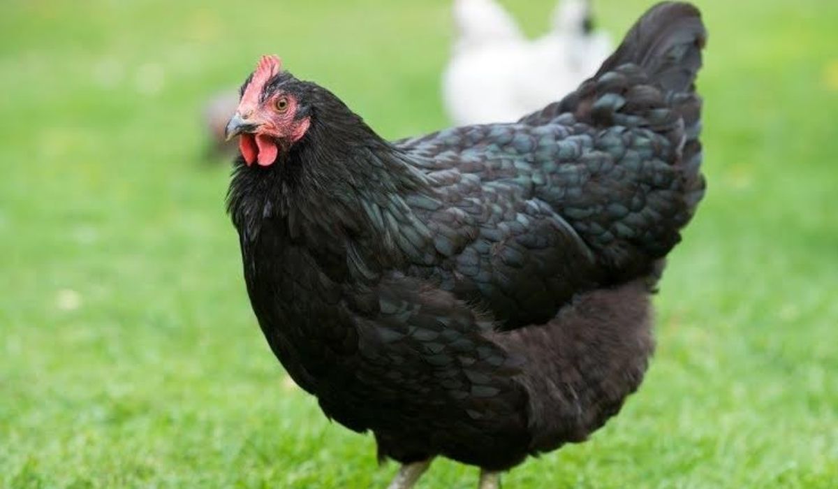 Giới thiệu về gà Australorp
